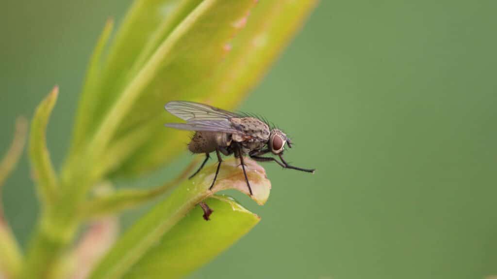 Close up shot of a household fly