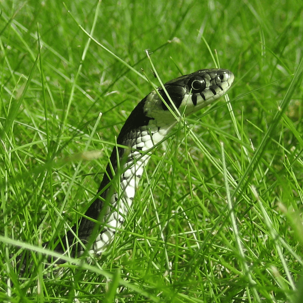 Common non venomous snake in a garden, appearing out of thick grass