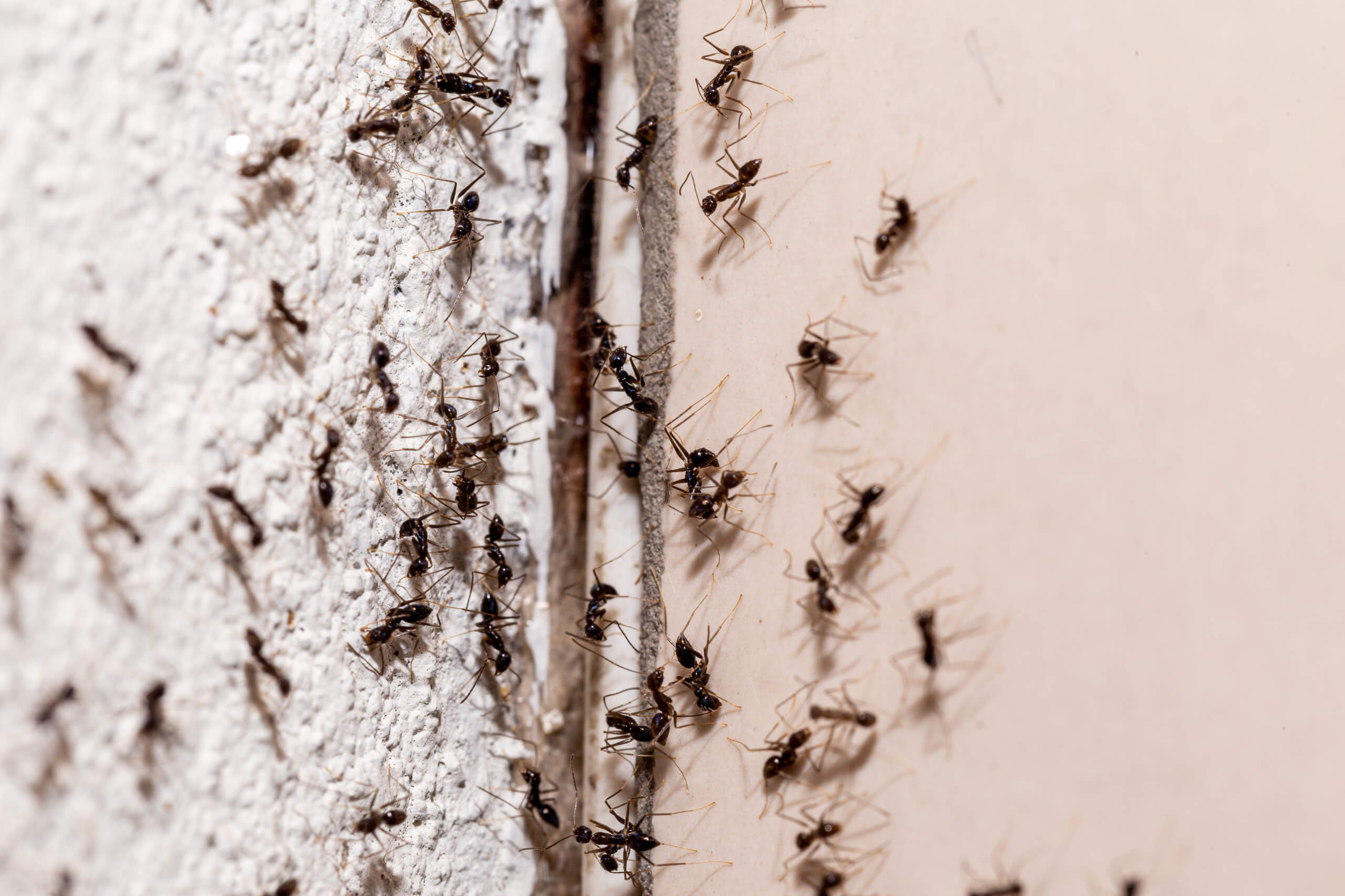 Μυρμήγκια σε φωλιά εσωτερικά του τοίχου, απεντόμωση μυρμηγκιών από την enviropest.gr