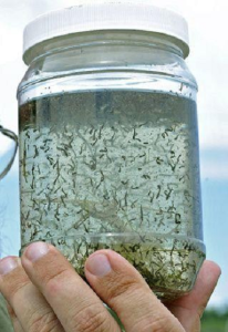 Νύμφες κουνουπιών σε δειγματοληπτικό βάζο, από λιμνάζοντα νερά σε οικισμό. Απεντόμωση Κουνουπιών Θεσσαλονίκη enviropest.gr